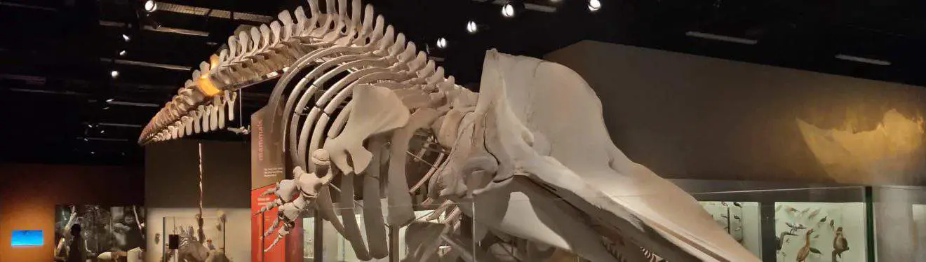 lee kong chian dinosaur