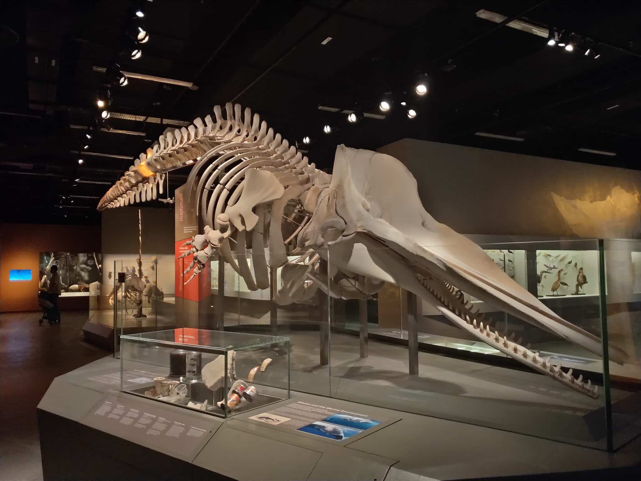 lee kong chian dinosaur