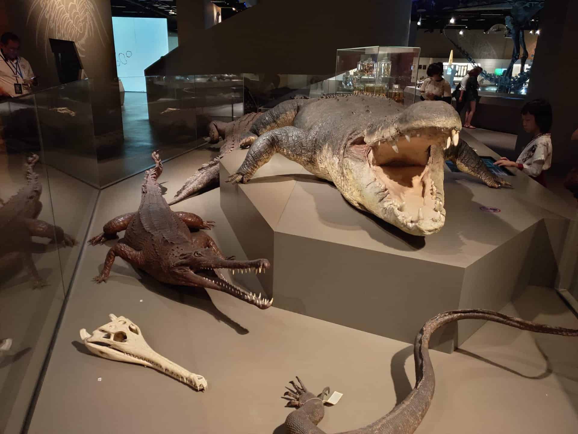 lee kong chian dinosaur