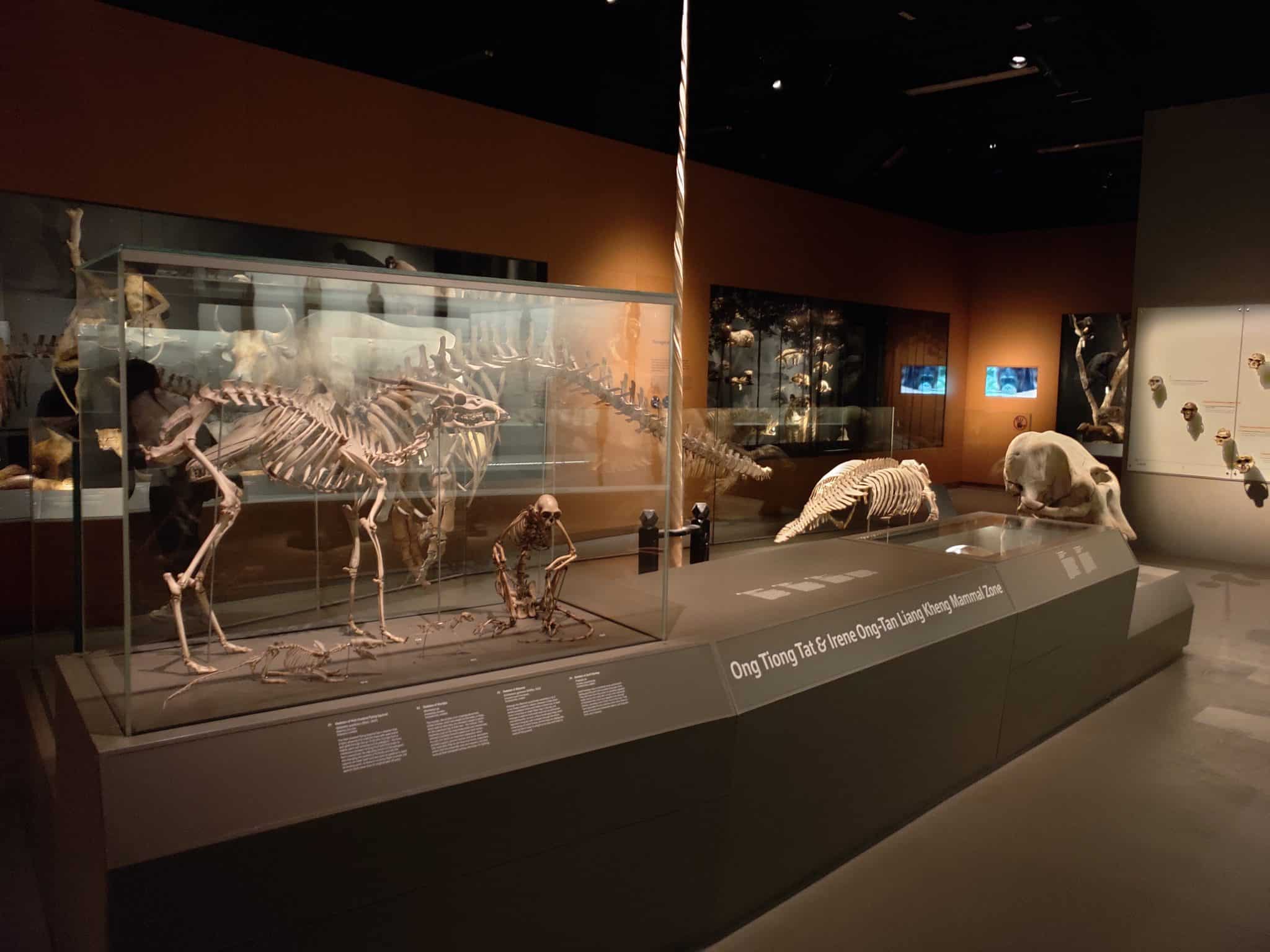 lee kong chian dinosaur