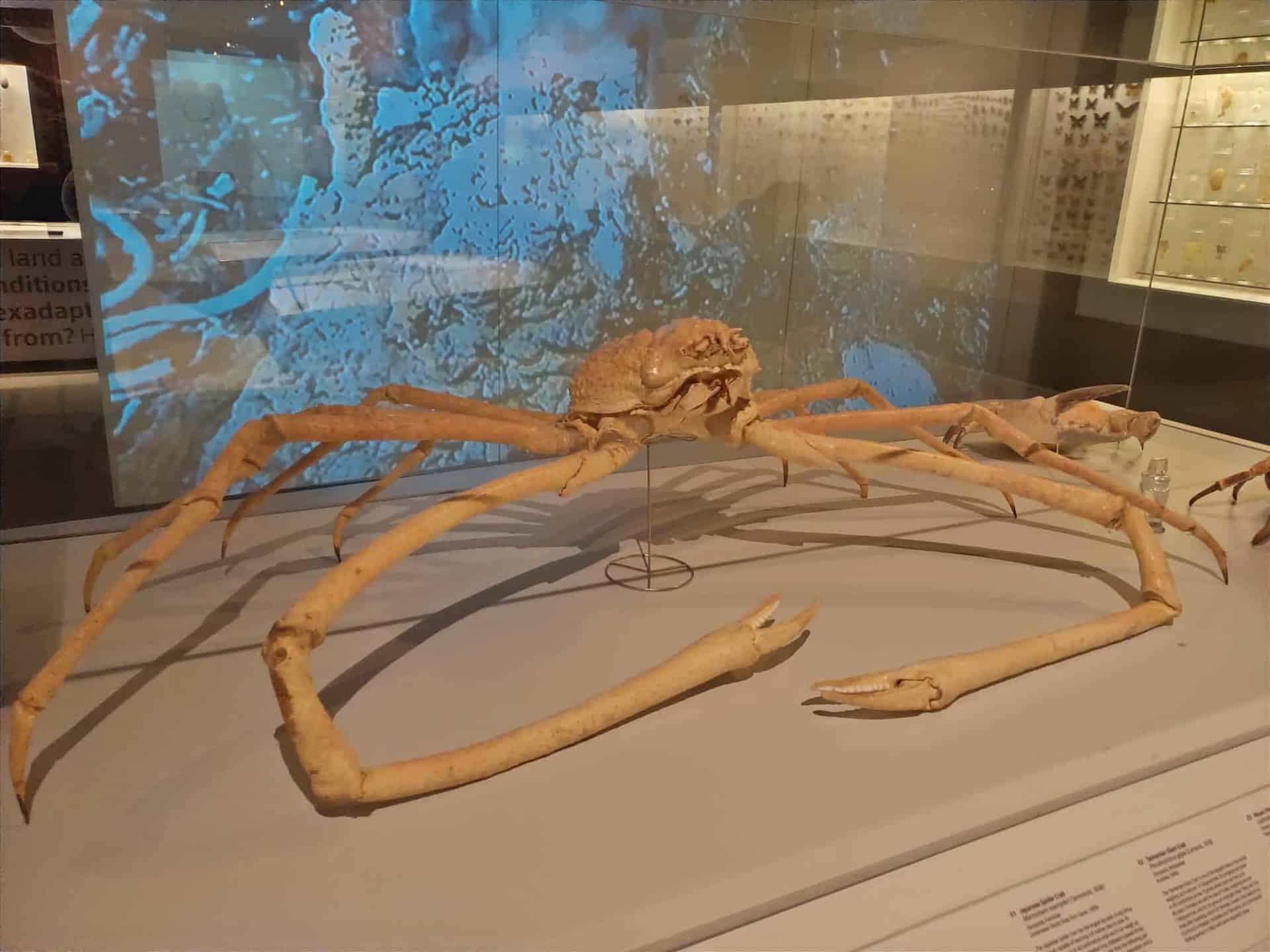 lee kong chian dinosaur