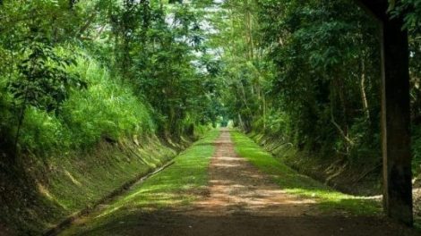 Bukit Timah Nature Reserve