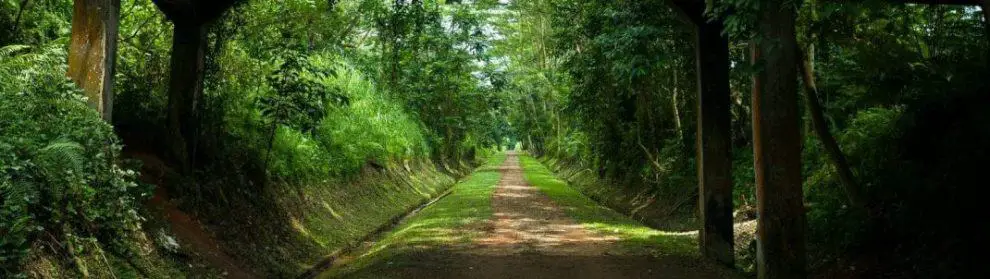 Bukit Timah Nature Reserve