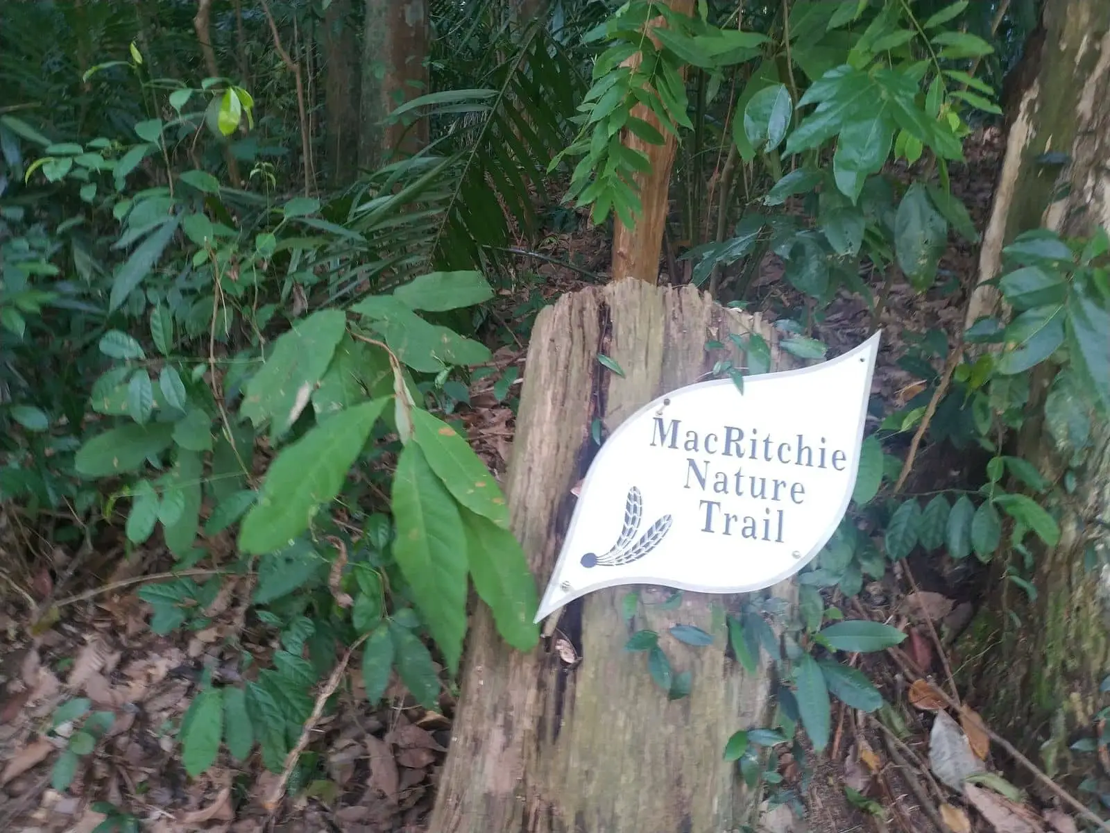 MacRitchie Nature Trail & Reservoir - Park Map & MRT Singapore